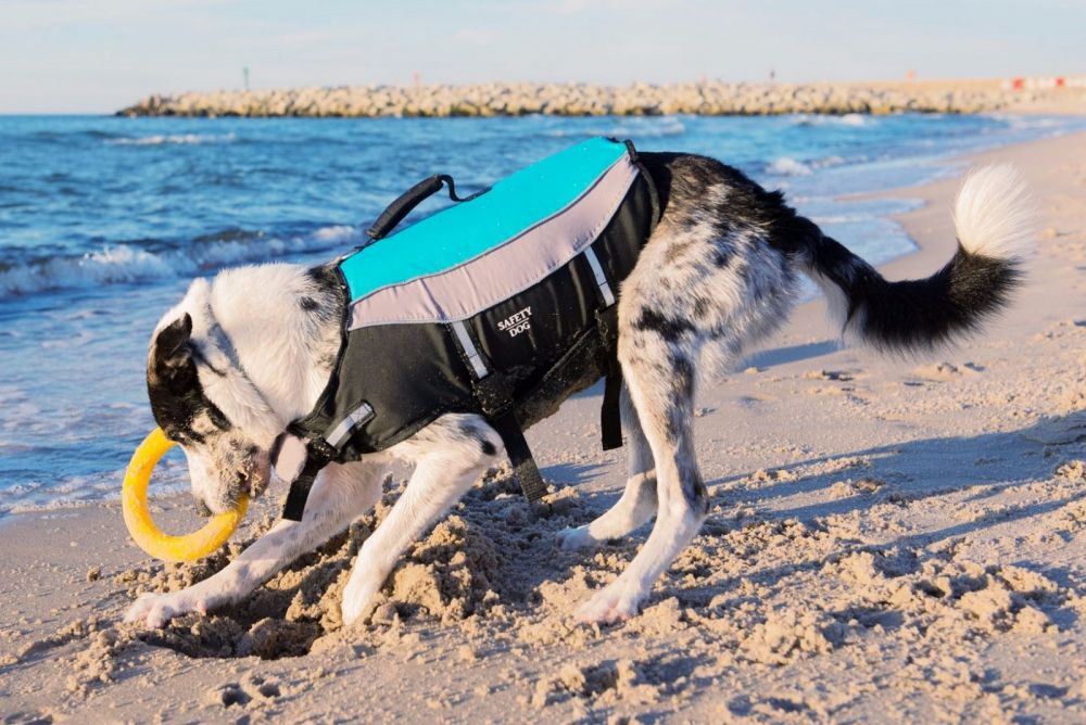 Aquarius dog life jacket Safety Dog L