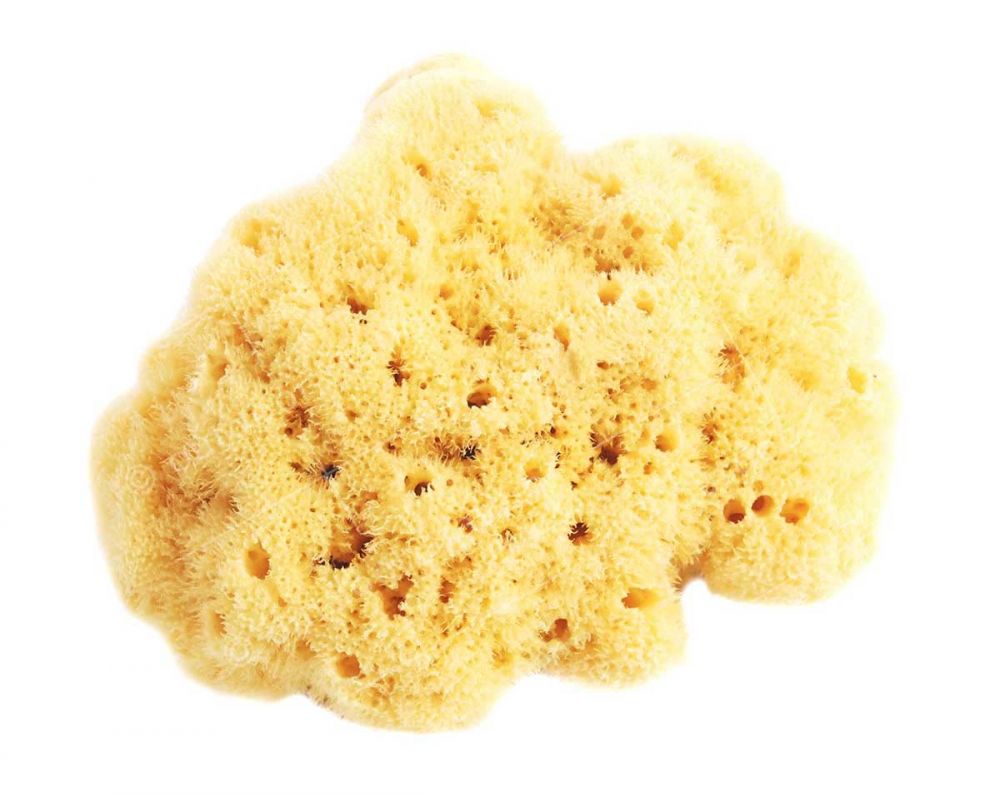 Natural Adriatic shower sponge 14-16cm