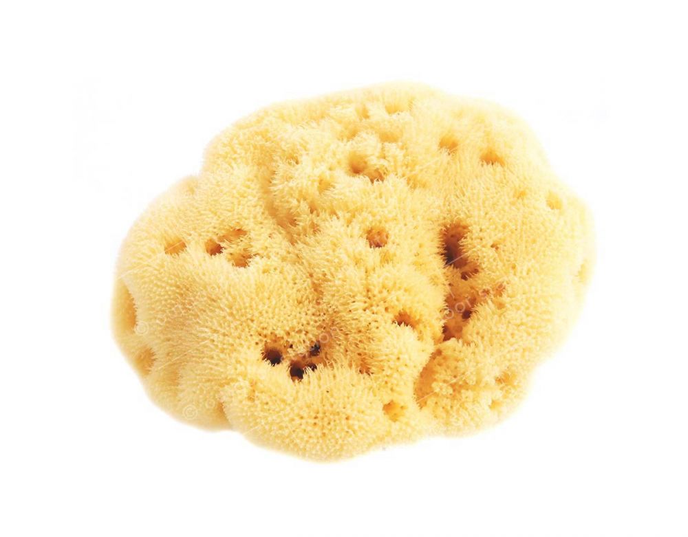 organic adriatic sea sponge