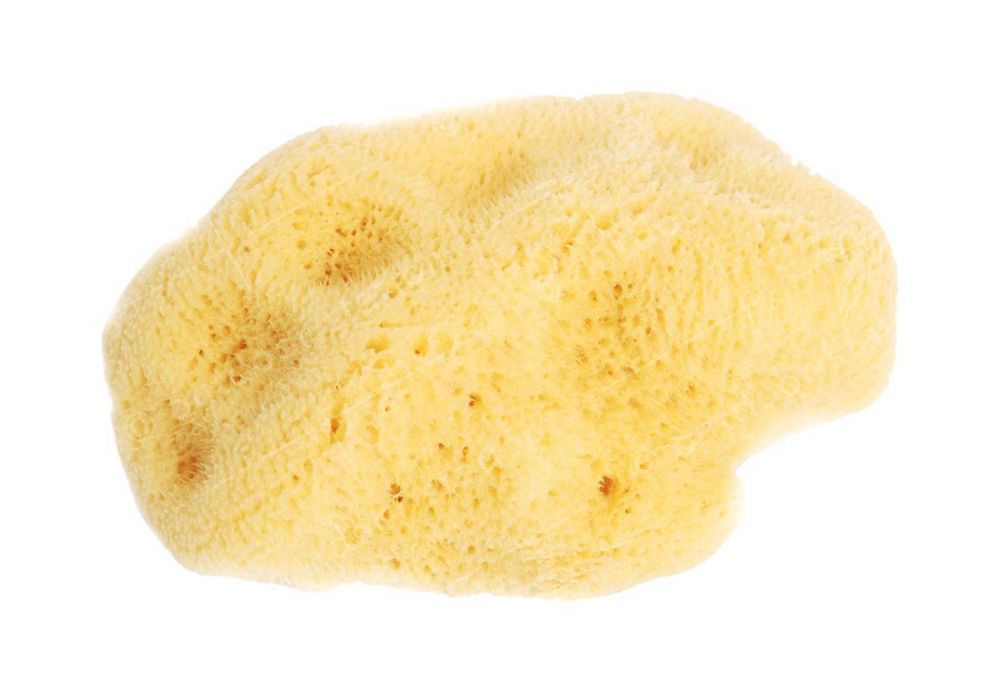 organic-adriatic-sea-sponge-10-12cm-1.jpg