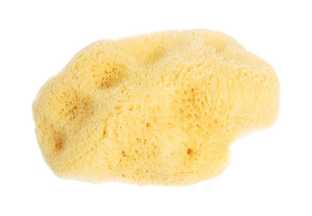 Organic Adriatic sea sponge 10-12cm