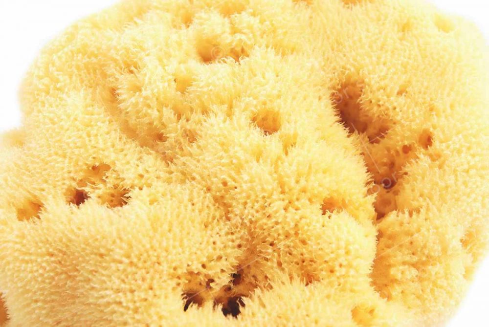 Organic Adriatic sea sponge 12-14cm
