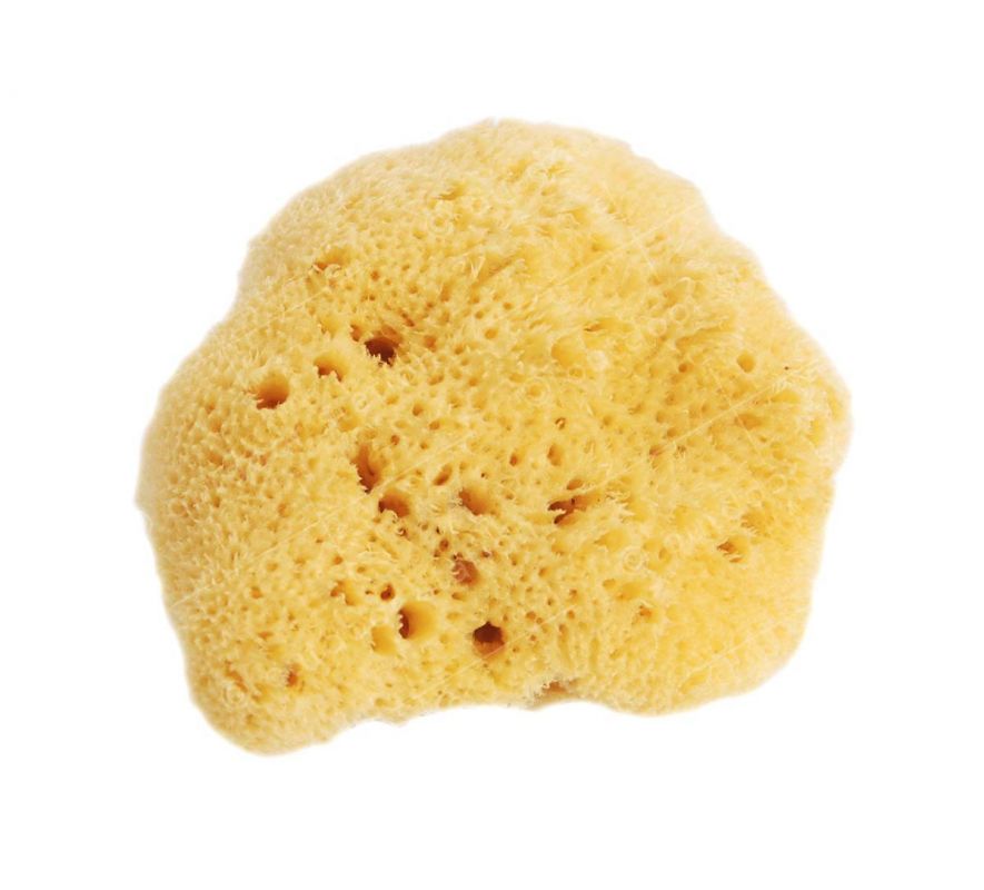 organic-adriatic-sea-sponge-9-10cm-1.jpg