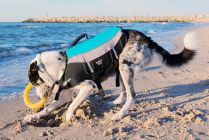 Aquarius dog life jacket Safety Dog M