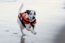 Aquarius Life Jacket for a Dog L Orange